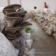 New Crop Frozen IQF Baby Oyster Mushroom